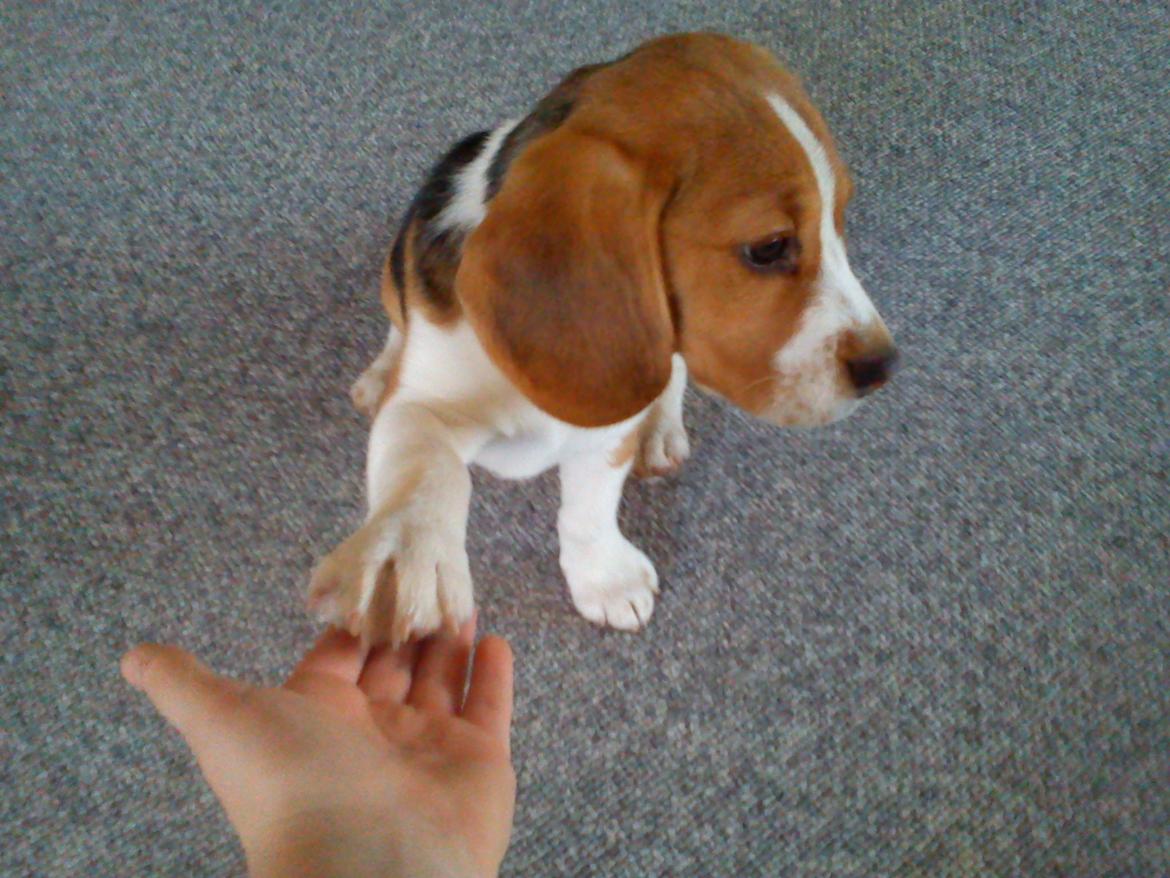 Beagle Snif:D billede 10