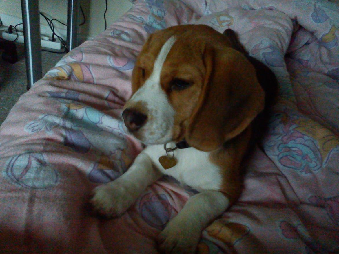 Beagle Snif:D billede 11