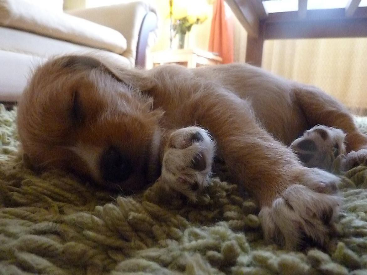 Blanding af racer Nala billede 2