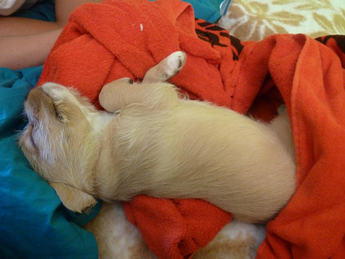 Blanding af racer Nala - Så lille var hun, da jeg fandt hende. billede 7