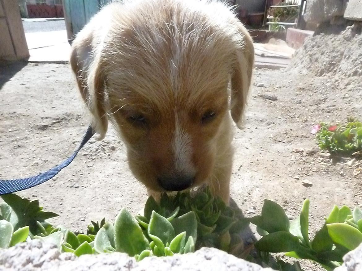 Blanding af racer Nala billede 3