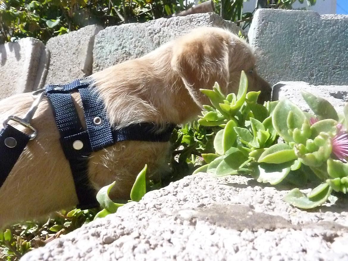 Blanding af racer Nala billede 5