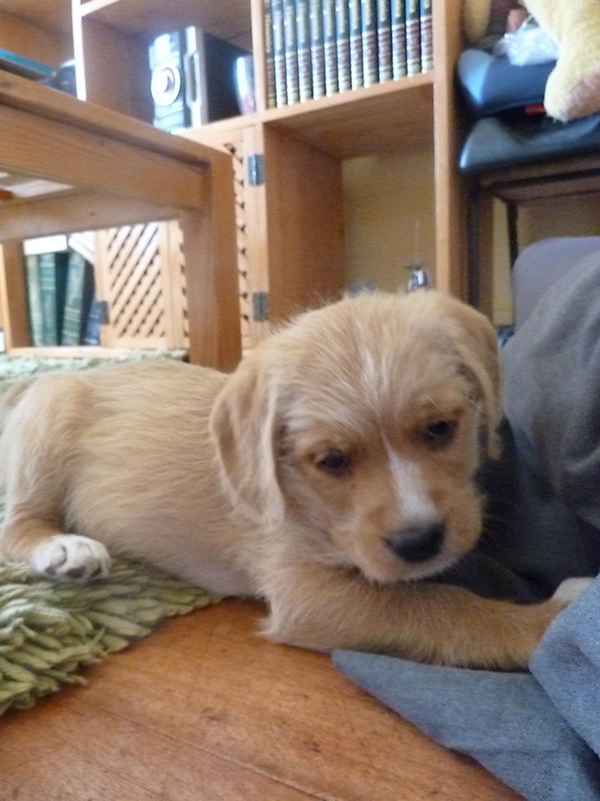 Blanding af racer Nala billede 6