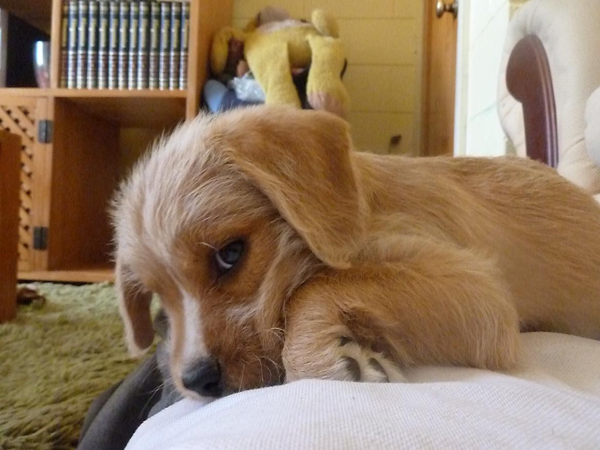 Blanding af racer Nala billede 1