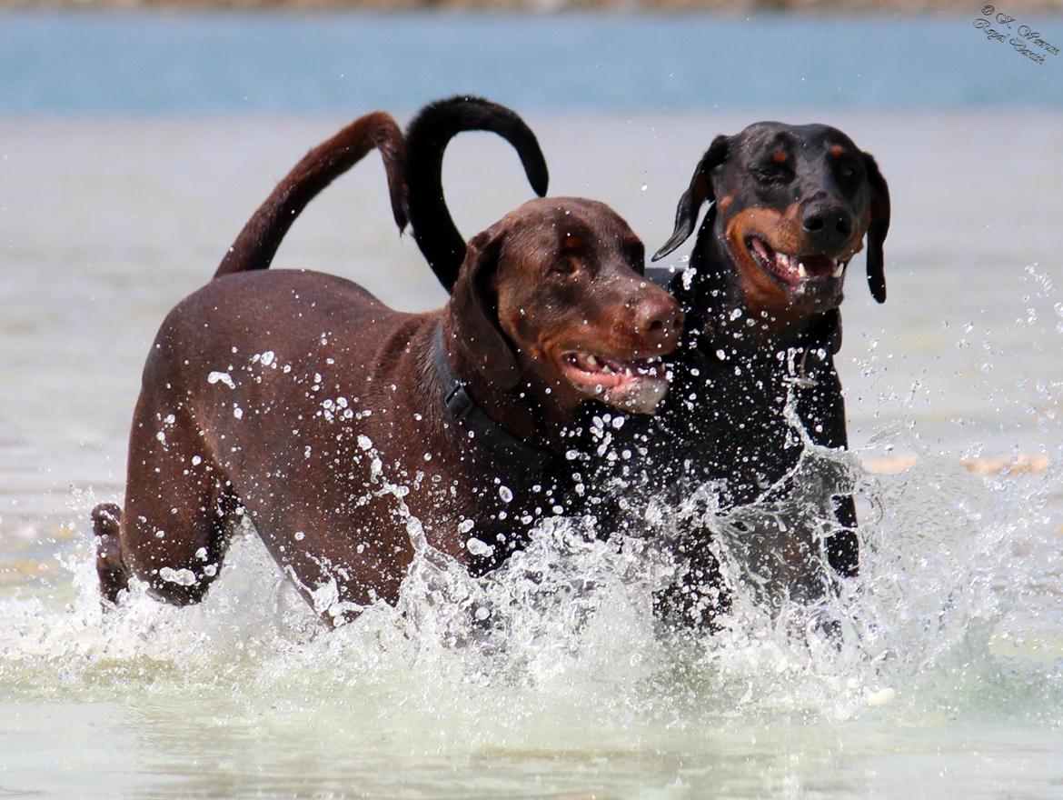 Dobermann Royal Danish Attractive Apollon billede 10