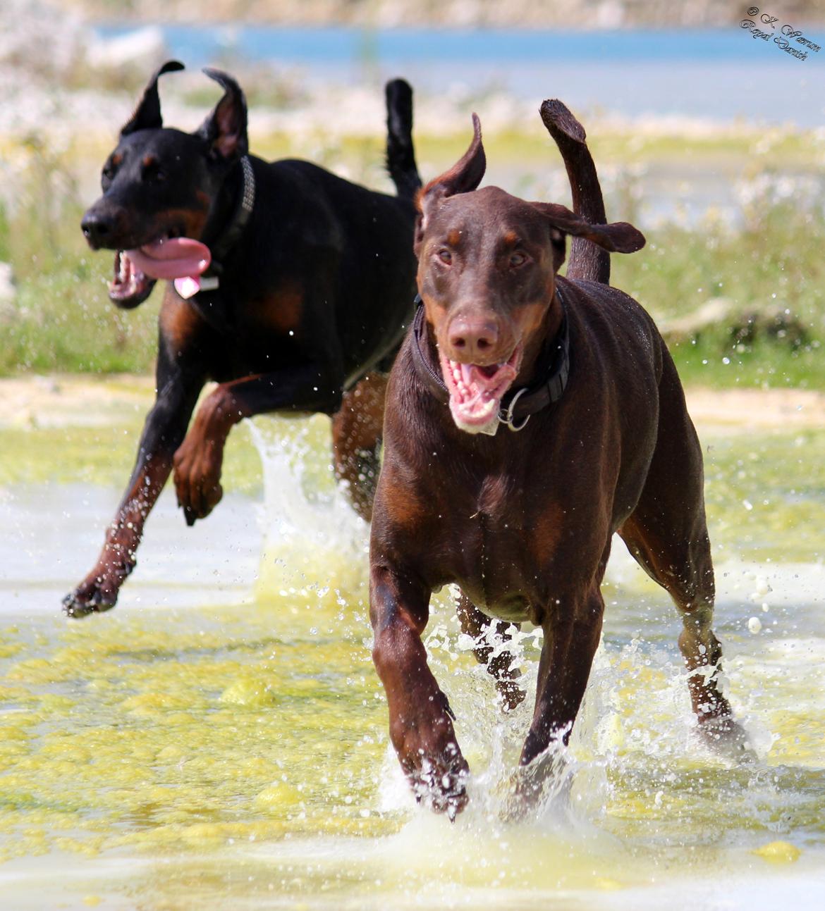 Dobermann Royal Danish Attractive Apollon billede 11