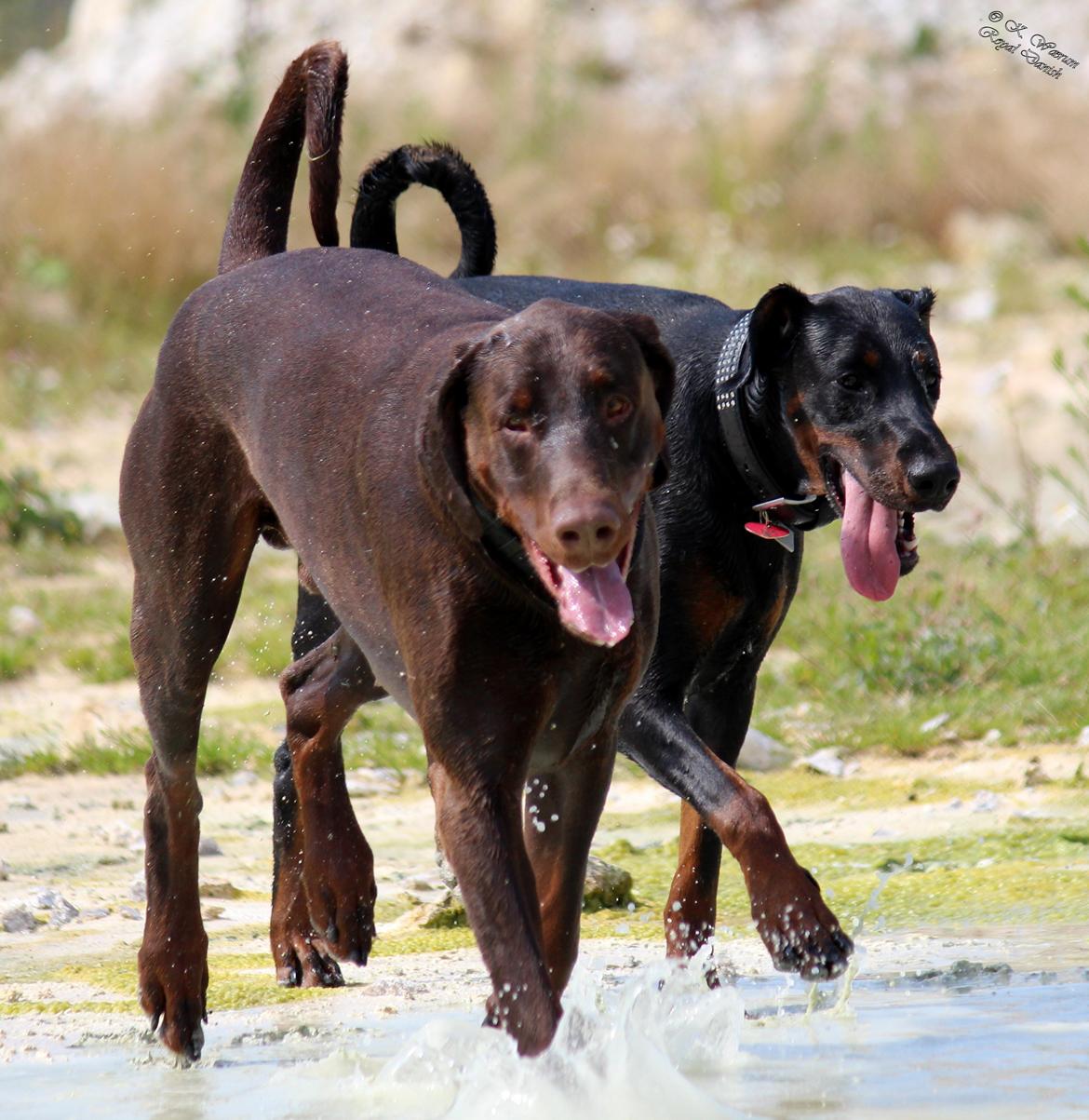 Dobermann Royal Danish Attractive Apollon billede 12