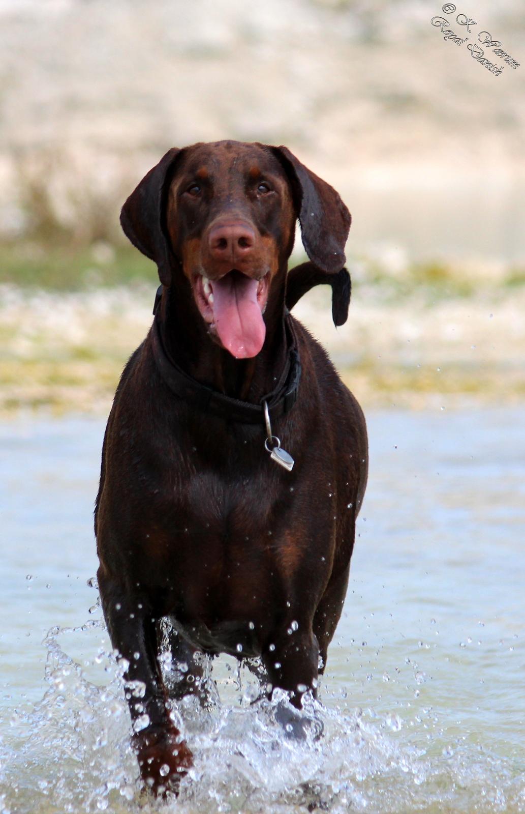 Dobermann Royal Danish Attractive Apollon billede 13