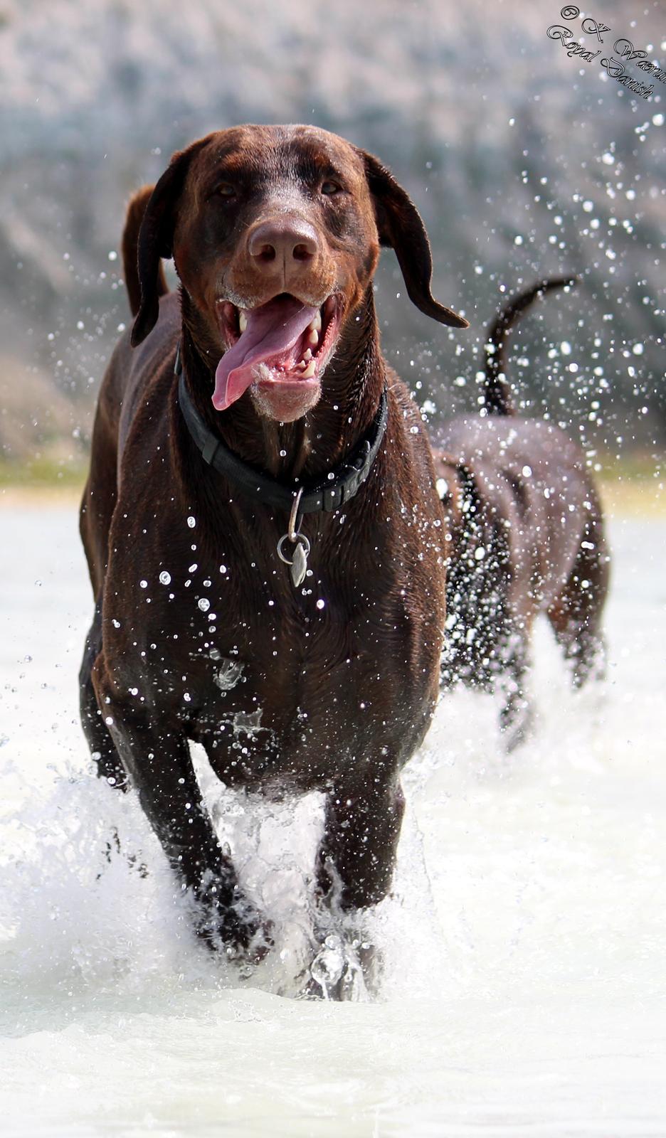 Dobermann Royal Danish Attractive Apollon billede 14