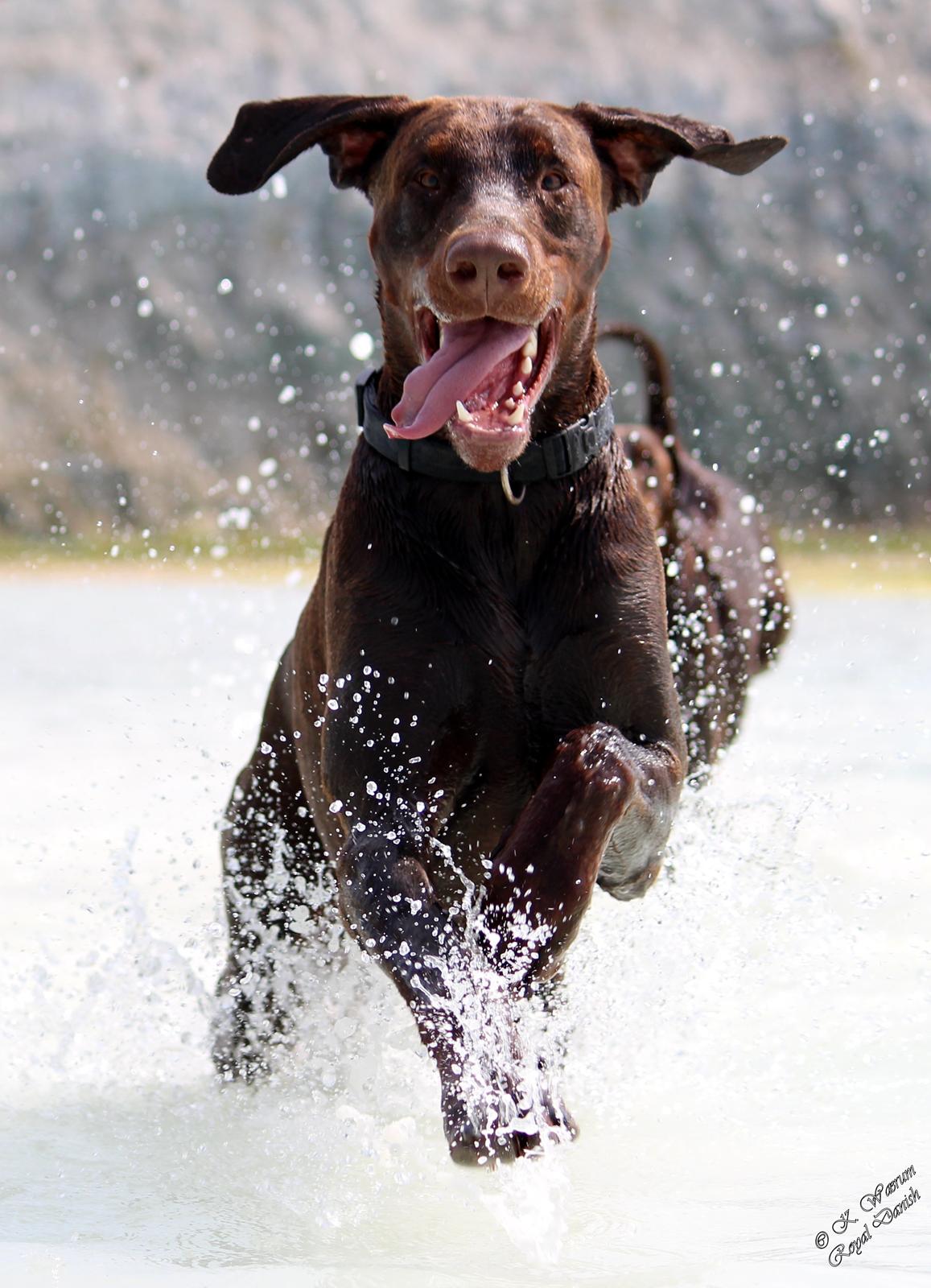 Dobermann Royal Danish Attractive Apollon billede 15