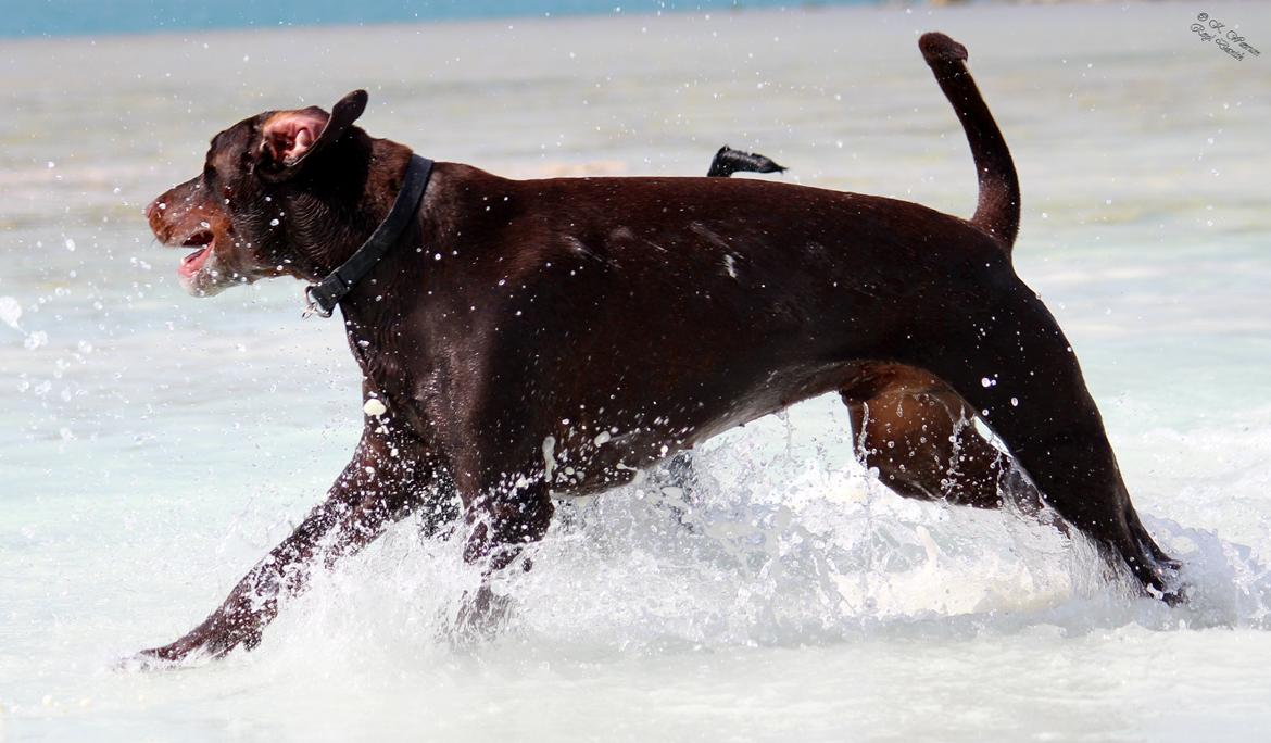 Dobermann Royal Danish Attractive Apollon billede 16