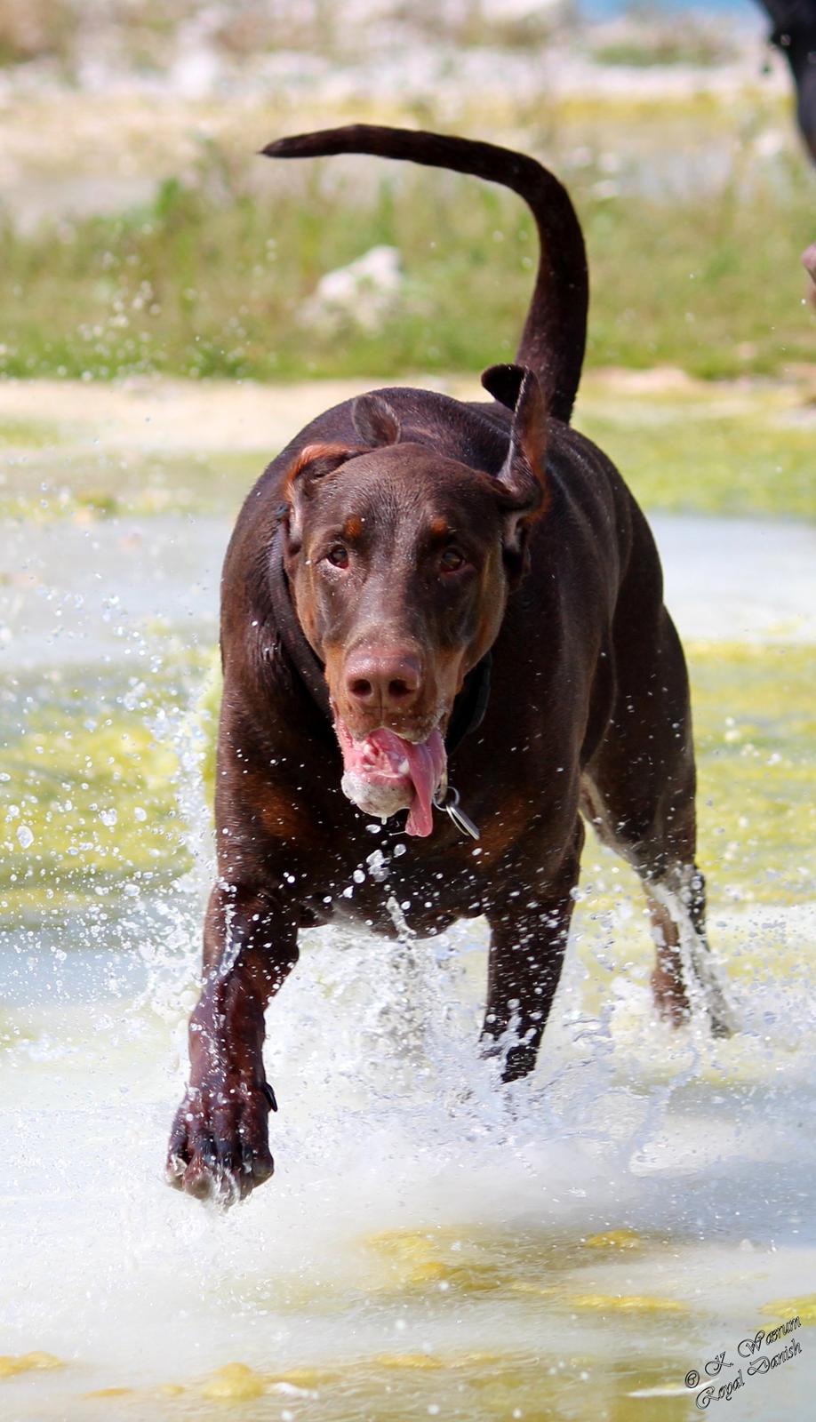 Dobermann Royal Danish Attractive Apollon billede 17