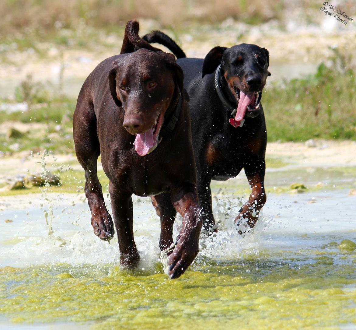 Dobermann Royal Danish Attractive Apollon billede 19