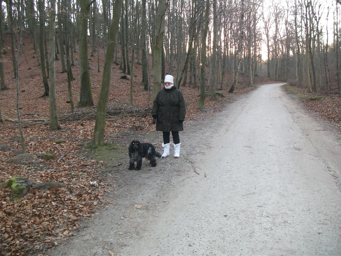 Cocker spaniel safir of mombasa. - moms og mor i risskov. billede 20
