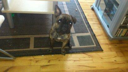 Fransk bulldog GIZMO billede 1