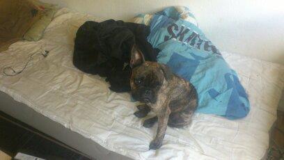 Fransk bulldog GIZMO billede 2