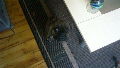 Fransk bulldog GIZMO billede 4