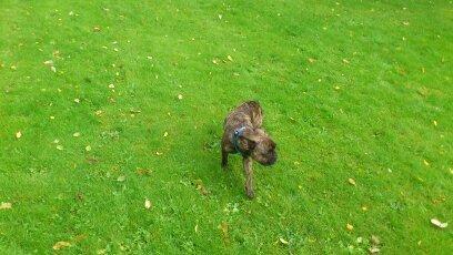 Fransk bulldog GIZMO billede 5