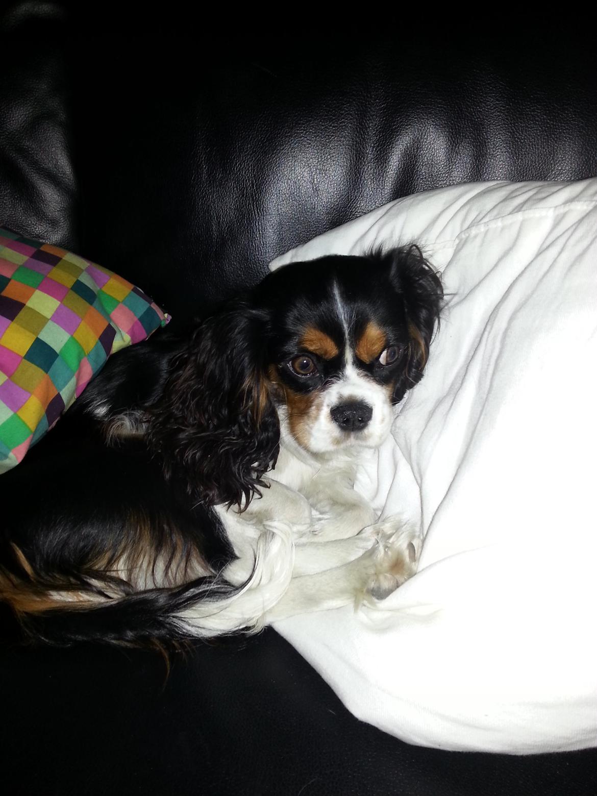 Cavalier king charles spaniel Fie billede 1