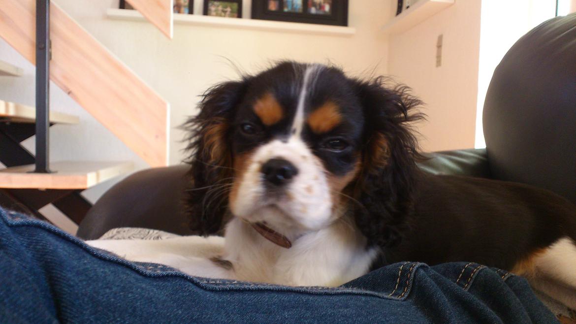Cavalier king charles spaniel Fie billede 2