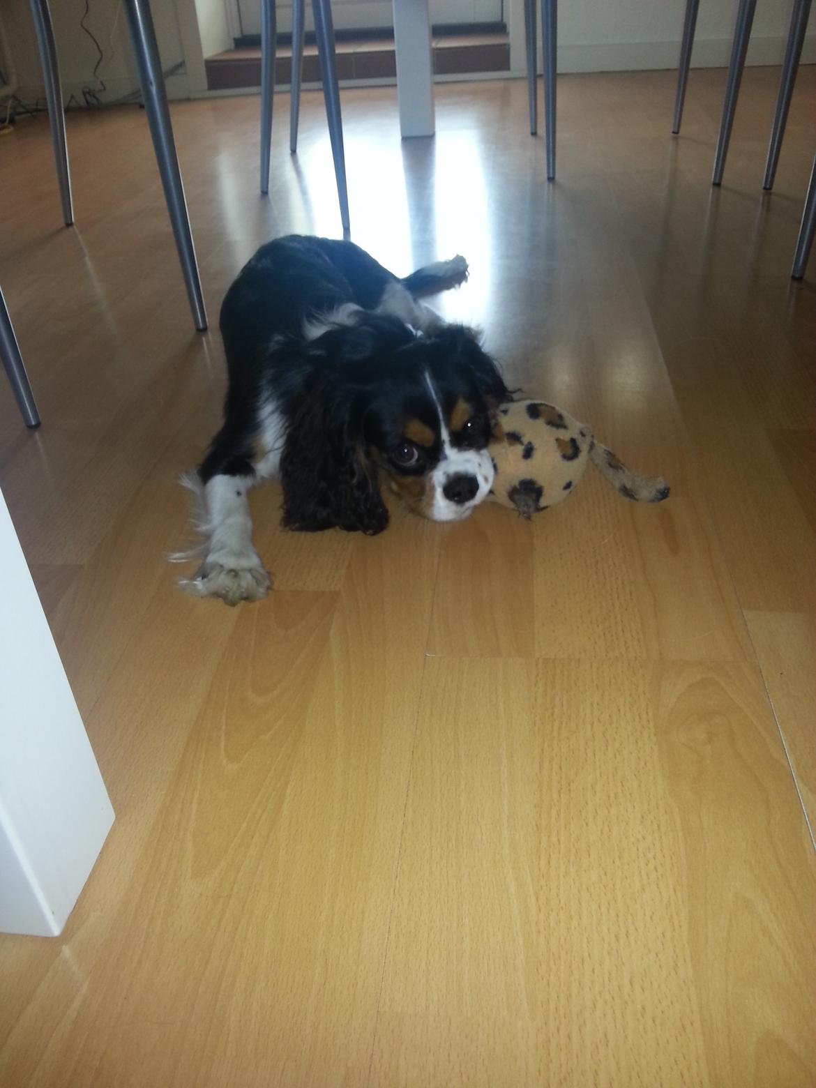 Cavalier king charles spaniel Fie billede 3