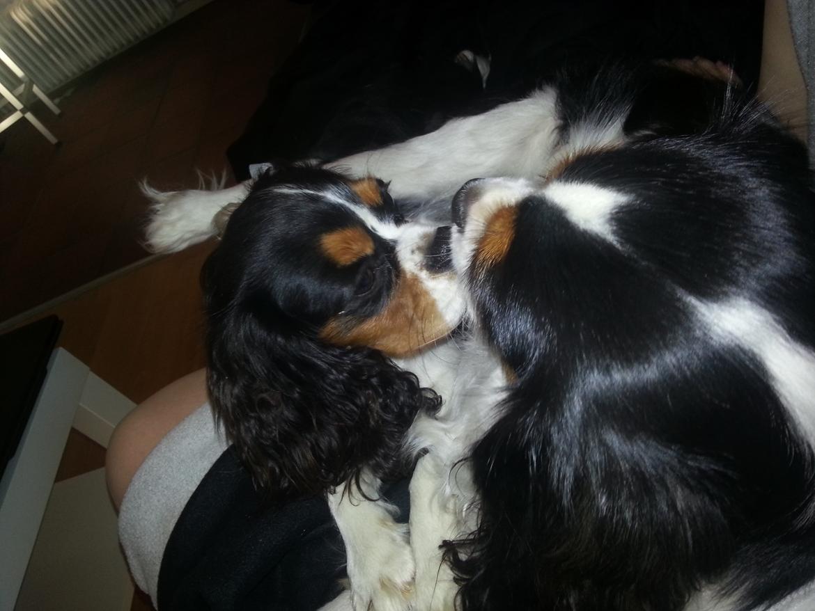 Cavalier king charles spaniel Fie billede 4