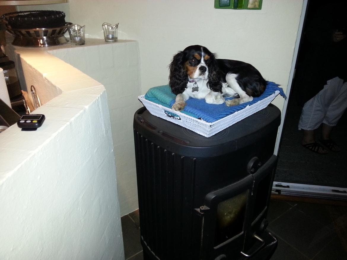 Cavalier king charles spaniel Fie billede 5