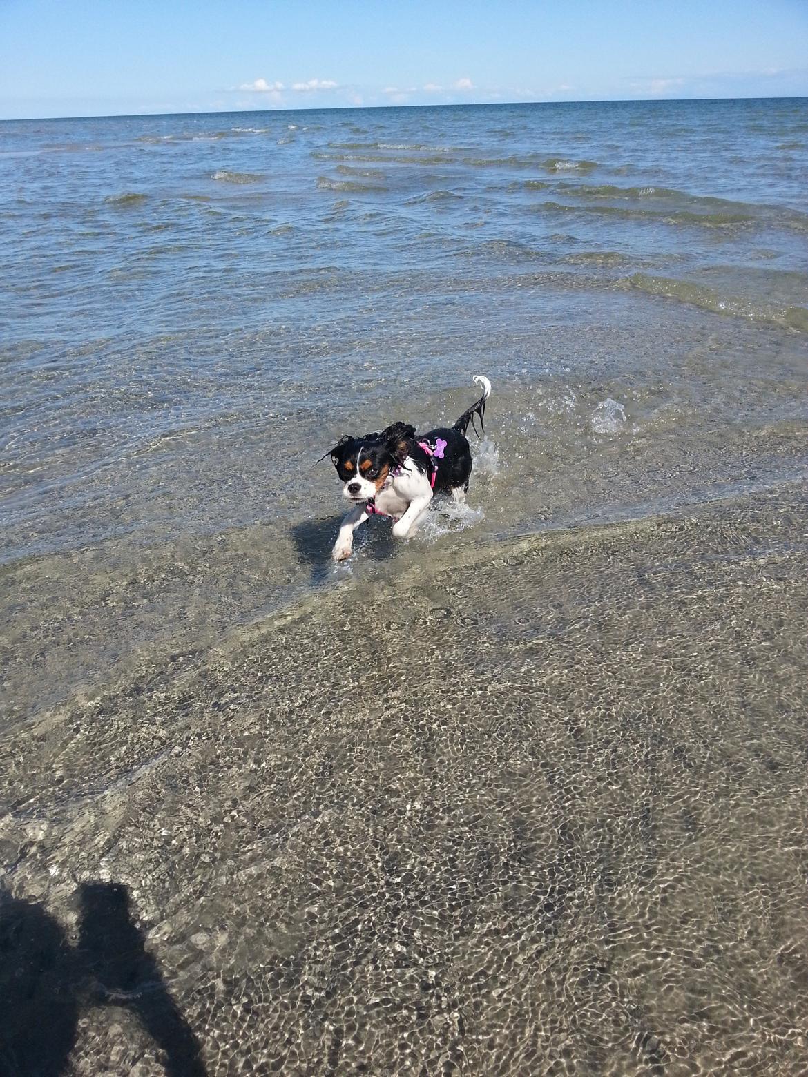 Cavalier king charles spaniel Fie billede 6