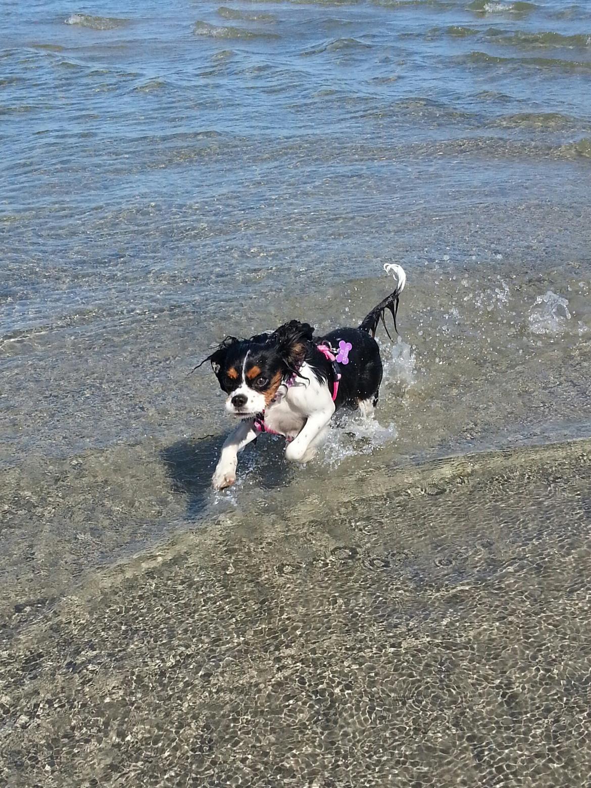 Cavalier king charles spaniel Fie billede 7