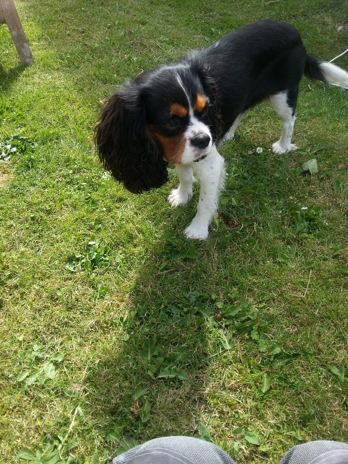 Cavalier king charles spaniel Fie billede 8