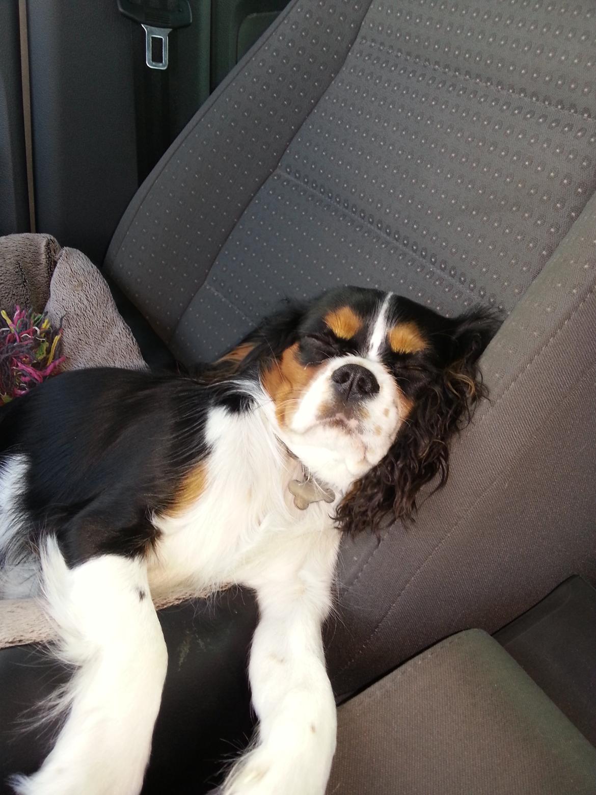 Cavalier king charles spaniel Fie billede 9