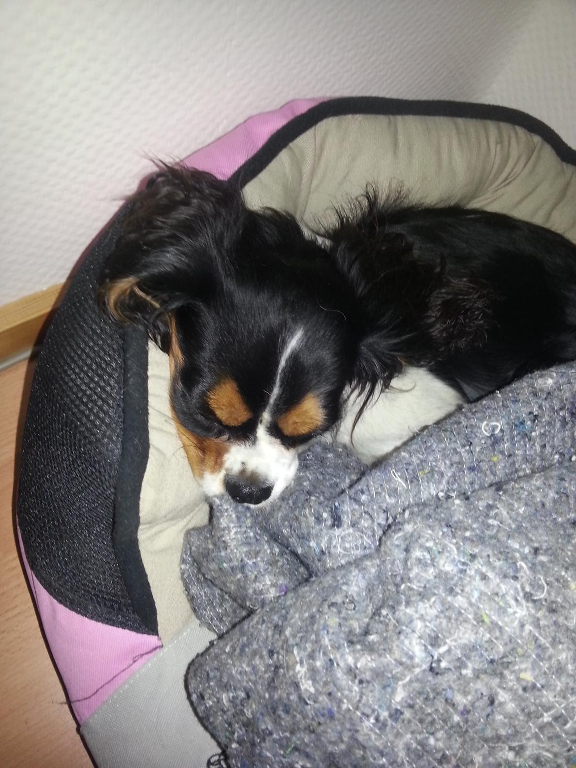 Cavalier king charles spaniel Fie billede 10