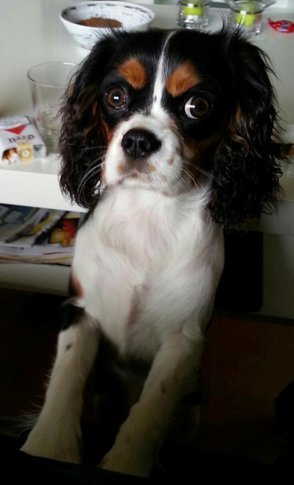 Cavalier king charles spaniel Fie billede 11