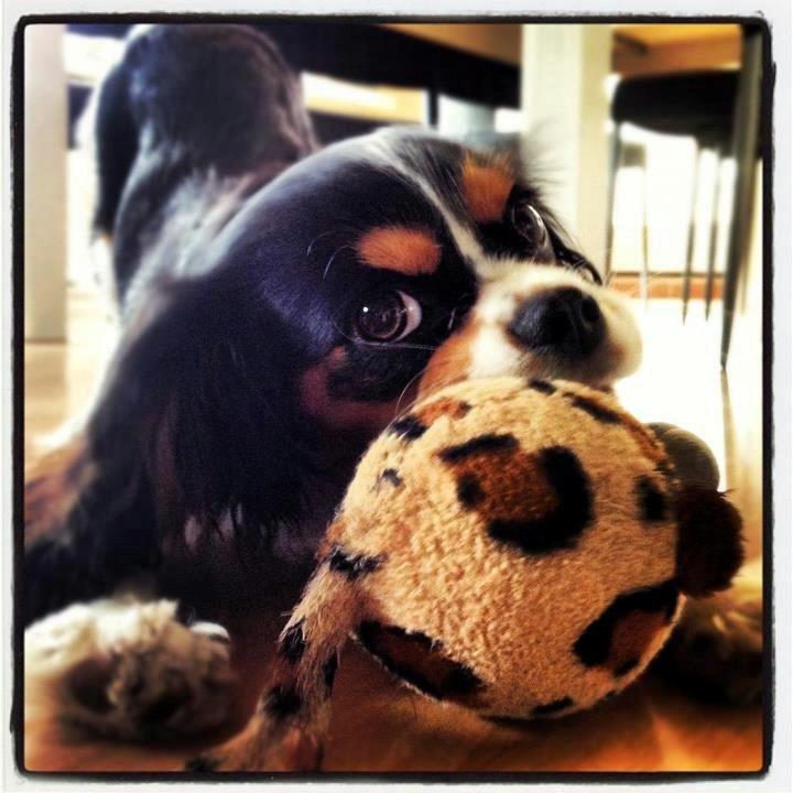 Cavalier king charles spaniel Fie billede 12