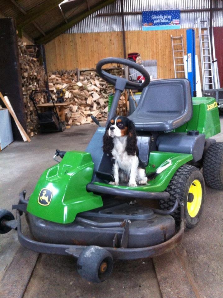 Cavalier king charles spaniel Fie billede 13