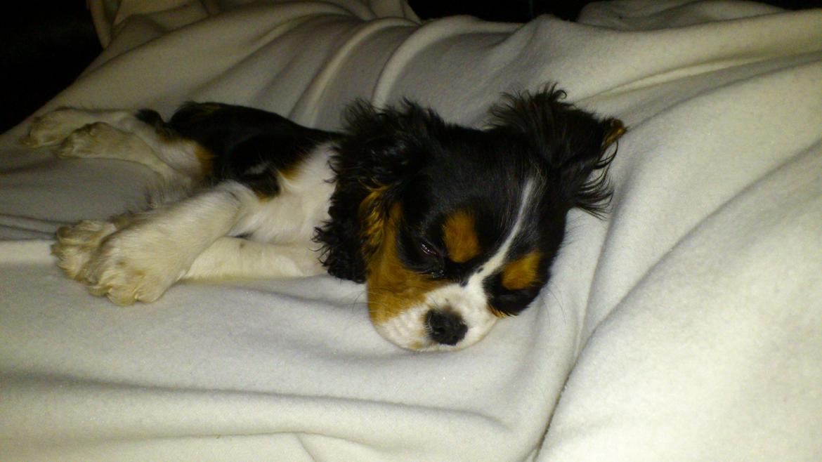 Cavalier king charles spaniel Fie billede 14