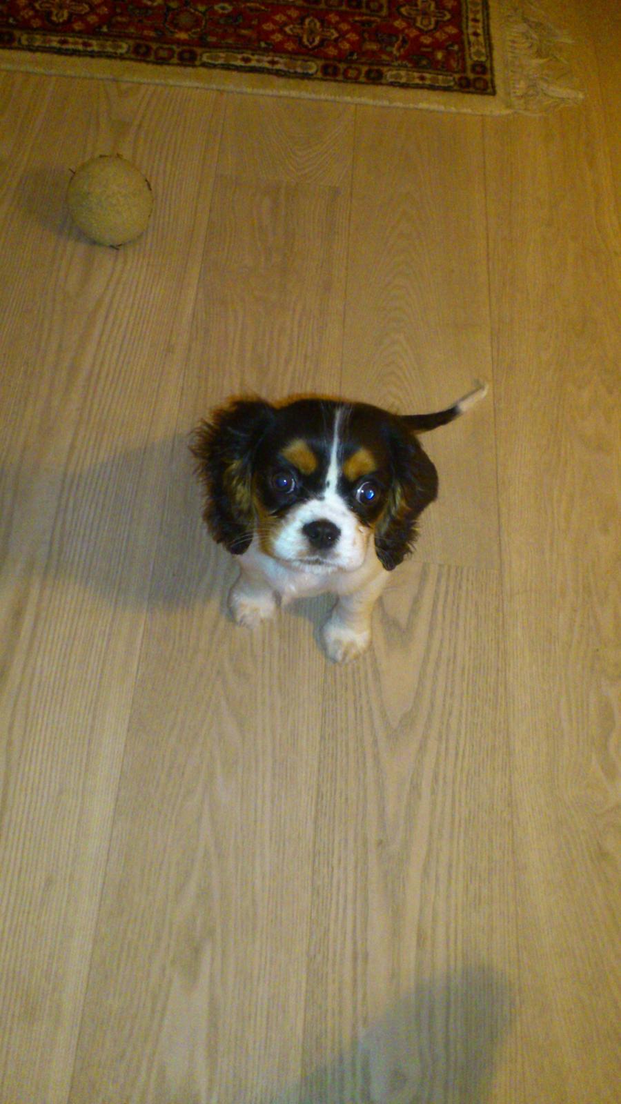 Cavalier king charles spaniel Fie billede 15