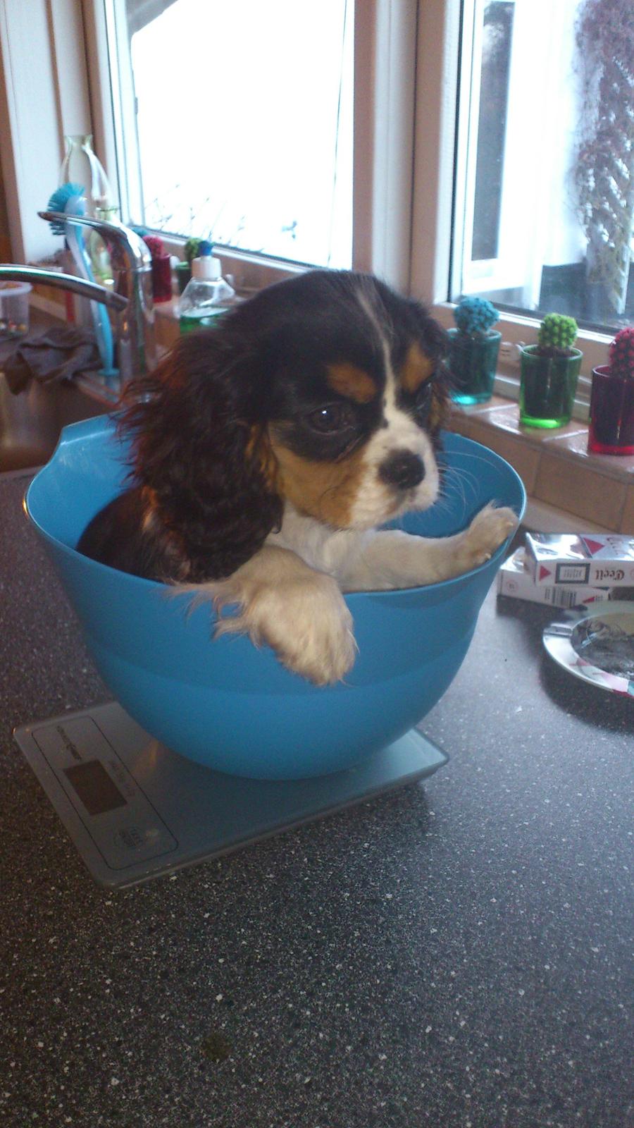 Cavalier king charles spaniel Fie billede 16