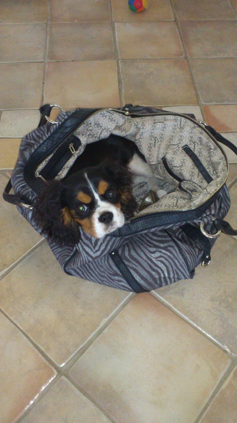 Cavalier king charles spaniel Fie billede 17