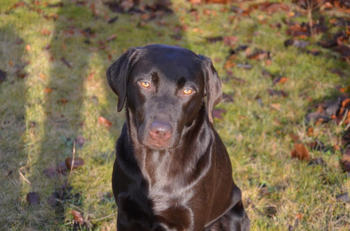 Labrador retriever Cocio billede 12