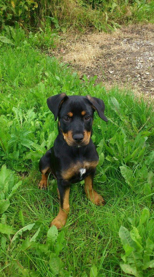 Rottweiler Sasha - Baby Sasse :D
 billede 2