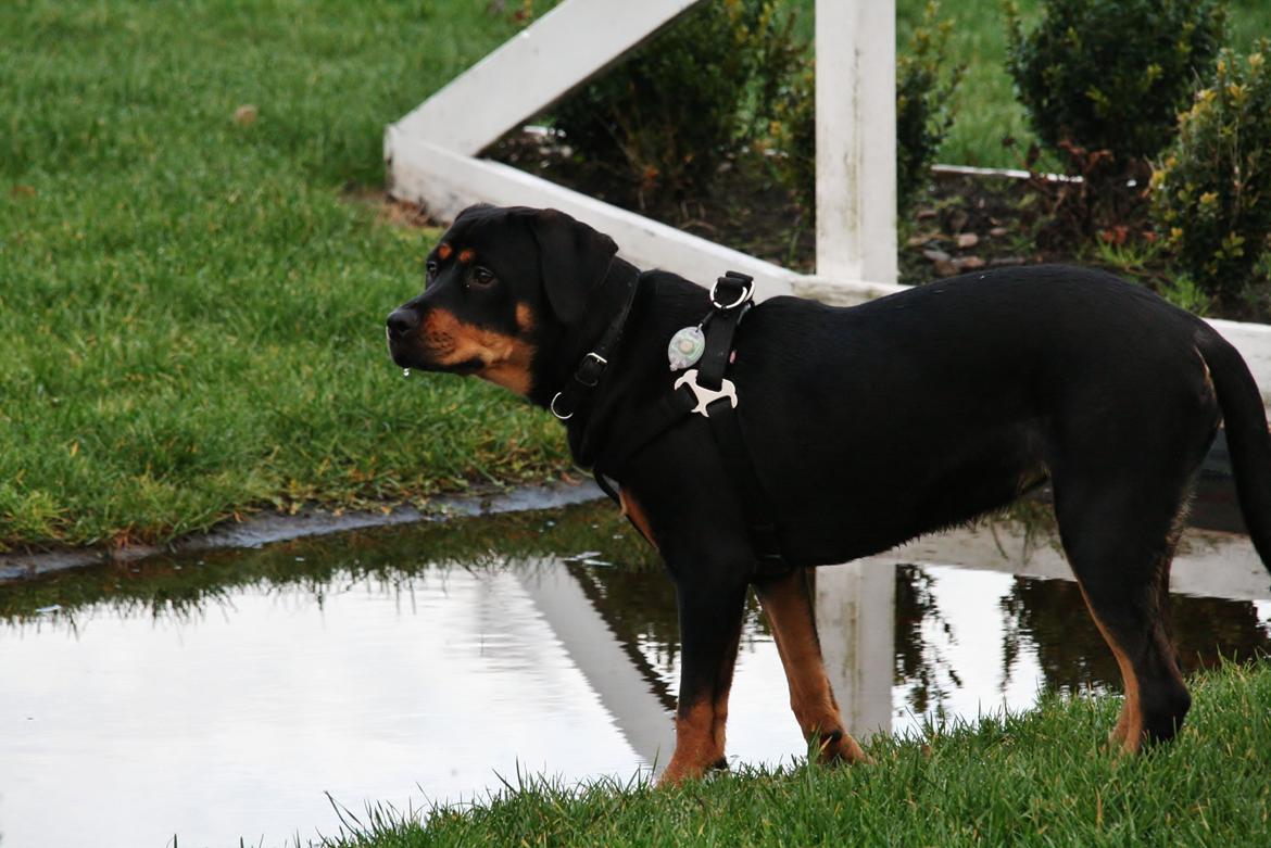 Rottweiler Sasha billede 5