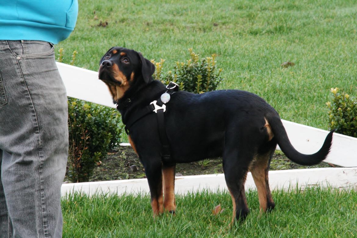 Rottweiler Sasha billede 6