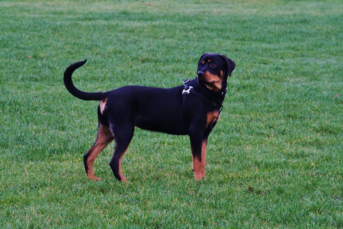 Rottweiler Sasha billede 7