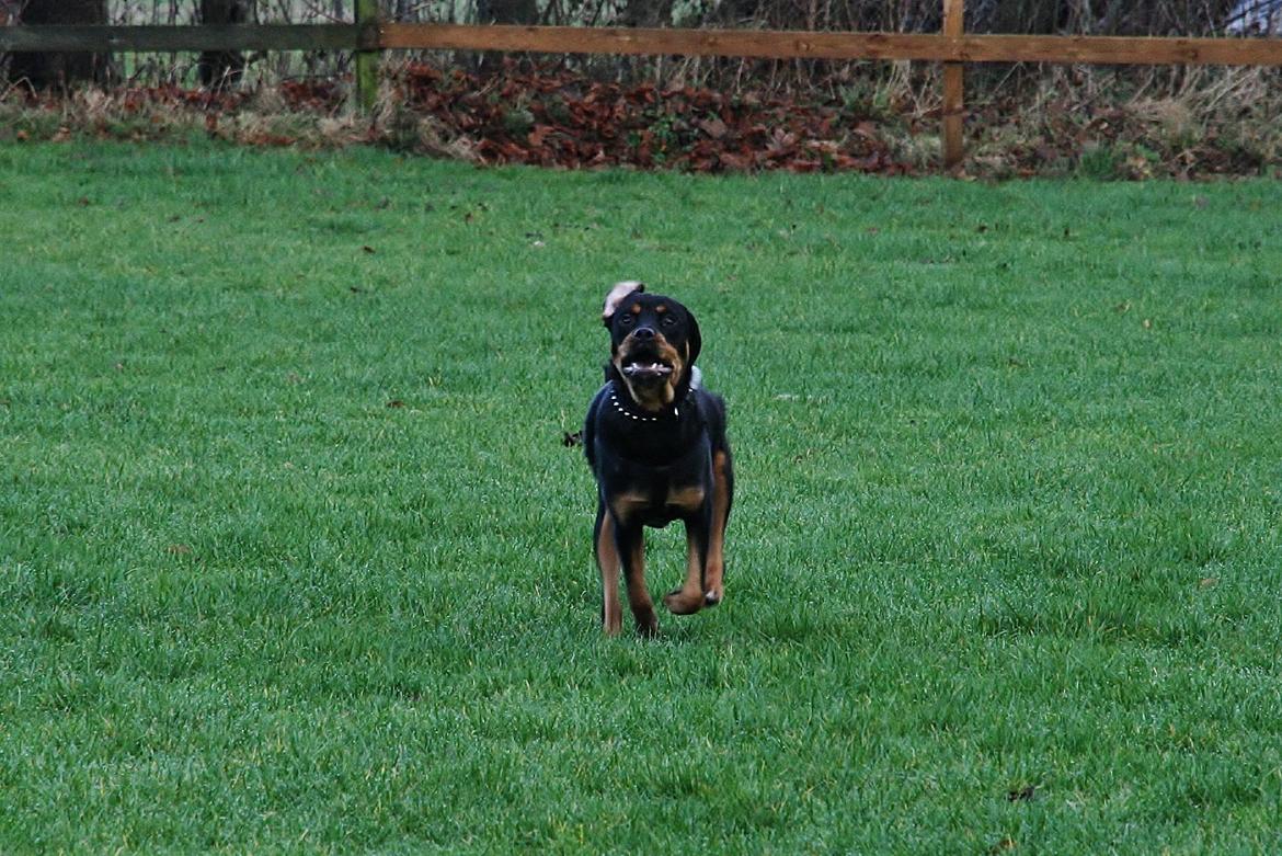 Rottweiler Sasha billede 8