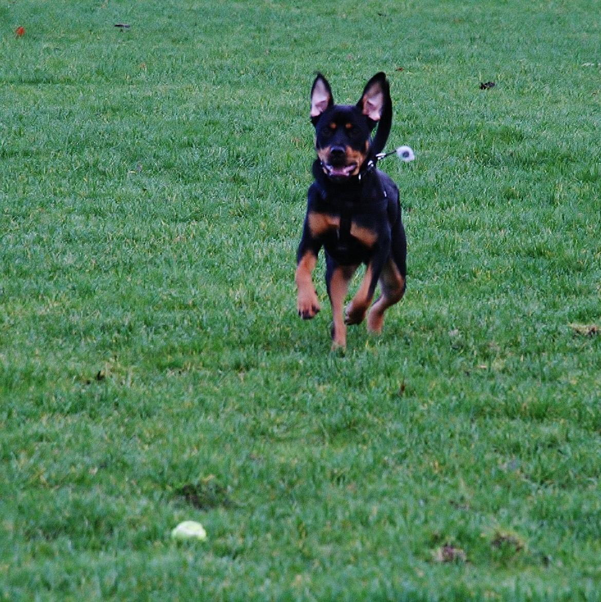 Rottweiler Sasha billede 9