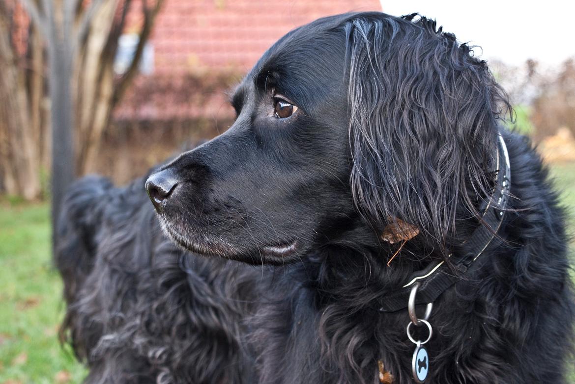 Blanding af racer Eddie billede 14