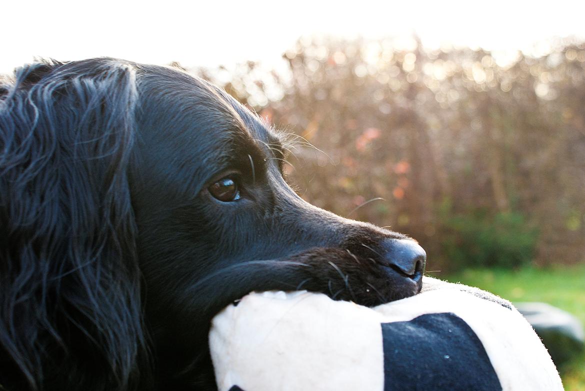 Blanding af racer Eddie billede 15