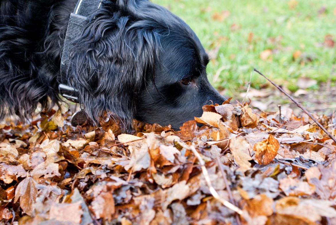 Blanding af racer Eddie billede 16