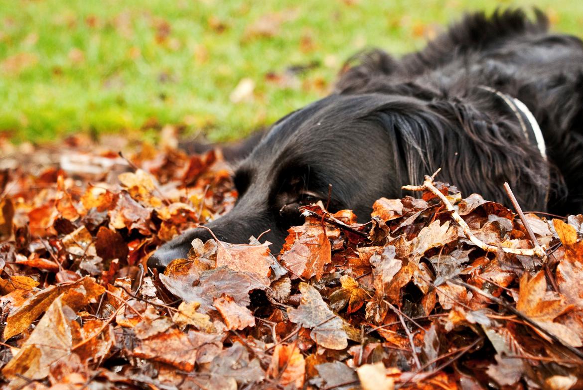 Blanding af racer Eddie billede 17